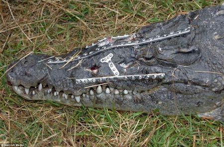 robo_croc_01