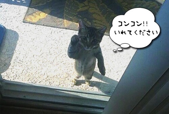 入りたい・・・ドアの前で開けてアピールをする猫たちの十猫十色