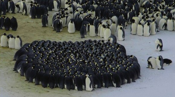 世界一過酷な子育てをするコウテイペンギンが作る巨大な円陣「ハドル」に隠された驚くべき物理学