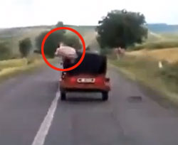 おまえらの血や肉になってたまるかよ！豚、走行中の車からの脱出