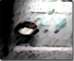 映画館内を漂う黒い髪の少女の生首