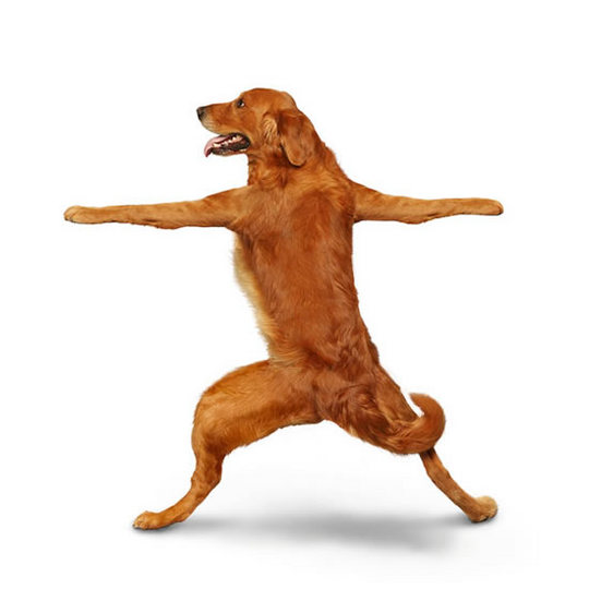 yoga-dogs13