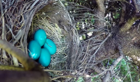 青い卵だ！よし、孵化の様子を記録しよう。定点カメラを設置したところ自然界の掟をまざまざと見せつけられることに・・・