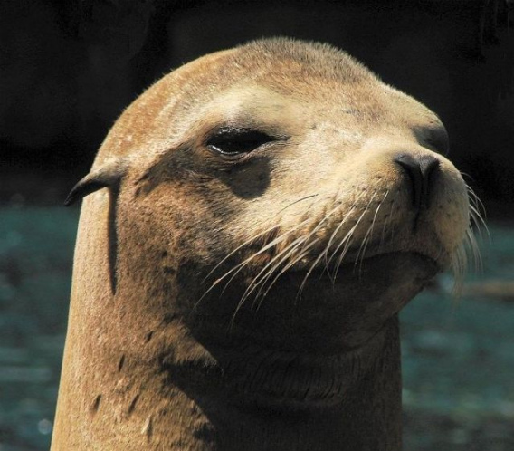 these_funny_animals_449_640_09