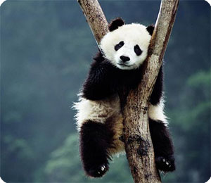 panda