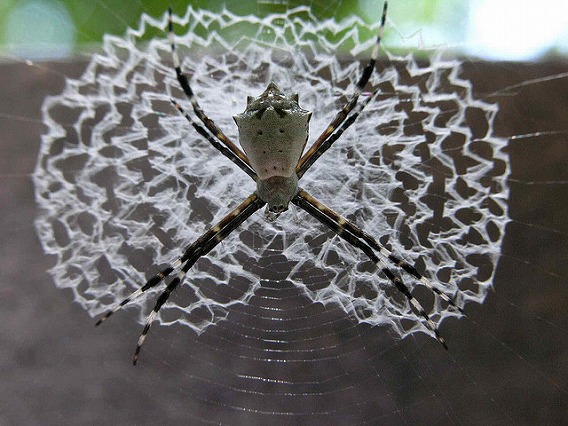 web decoration stabilimentum 3