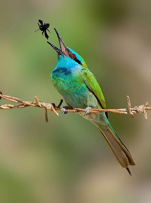 birds_27