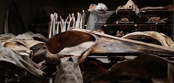 悪臭放つロサンゼルスの倉庫の中は骨格標本と死骸で埋め尽くされていた。ロサンゼルス自然史博物館の別館「クジラ倉庫」