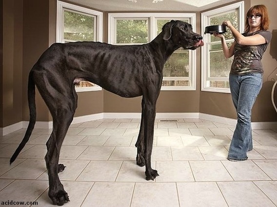tallest_dog_08
