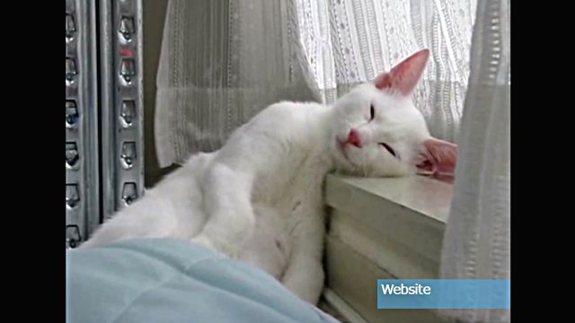 こんな風に寝落ちできたら幸せそうでいいなぁ。かわゆいカッコで爆睡している猫たち総集編