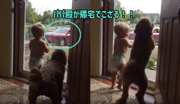 おとしゃんが帰ってきた！！窓際で子どもと犬が大はしゃぎ