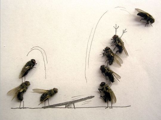 dead_flies_05