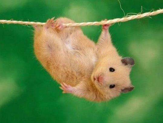 animals_77_26