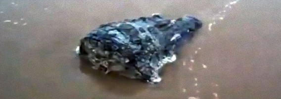 何故こんなところに？ぱっくり切断されたワニの頭が海岸に打ち上げられる（南アフリカ）