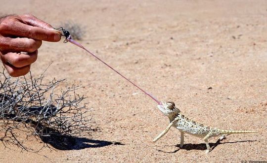animals_64_19