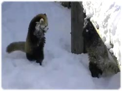 たくさん雪が降ったもん！大はしゃぎで遊ぶレッサーパンダが胸キュンキュート！！