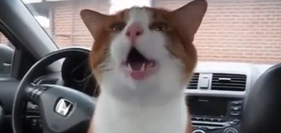 動物のくしゃみってどんななの？動物たちのくしゃみシーンを集めてみました