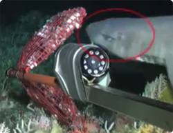 【動画】ヌタウナギのスライム攻撃を受けたじろぐサメの映像