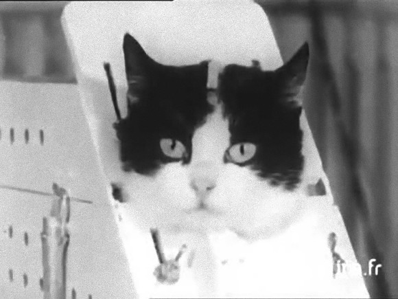 猫として初めて宇宙に飛び立った「フェリセット」を追悼し功績を称える為の「記念像」設立が呼びかけられる。締め切りはあとわずか！