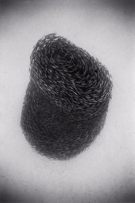 fish_09