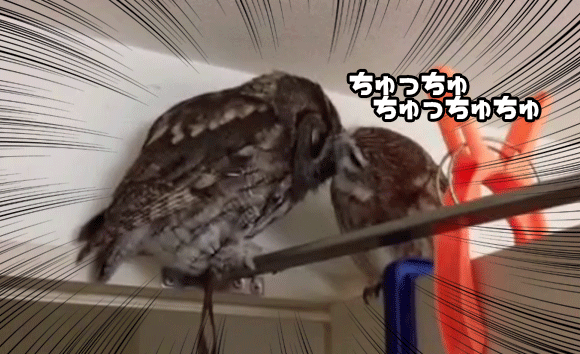 異種のフクロウが仲良さ過ぎてチュッチュチュッチュの完全アウト！