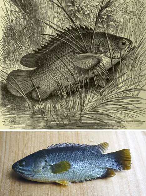 walking_fish_6x