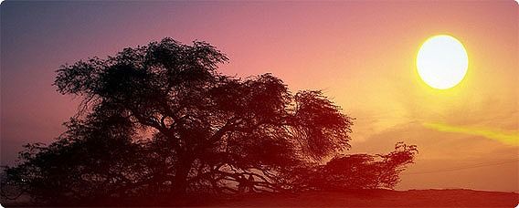 砂漠の真ん中でぽつんと1本、奇跡的に生き延びている樹齢400年の「命の木」（バーレーン）