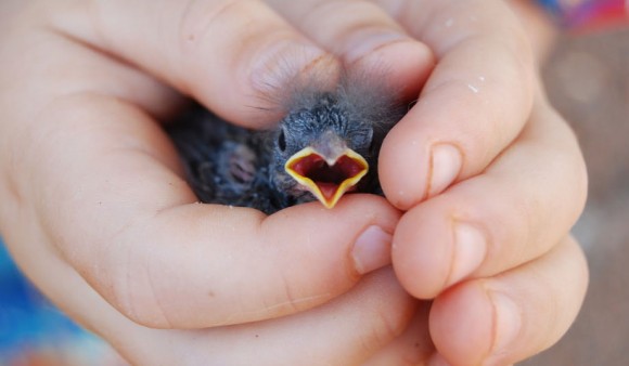 人間のニオイがついたヒナを親鳥は見捨てるって本当？ あの噂を検証する。