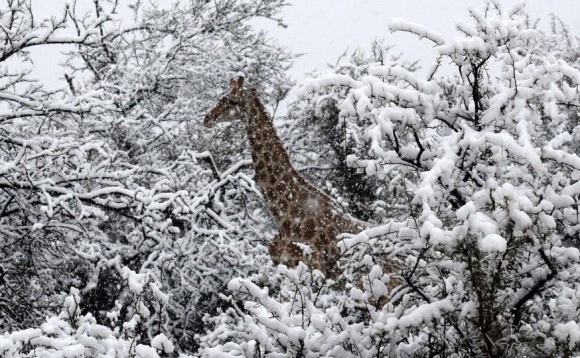 南アフリカで10年ぶりの雪。キリンが雪の中にたたずむとかいう珍百景。