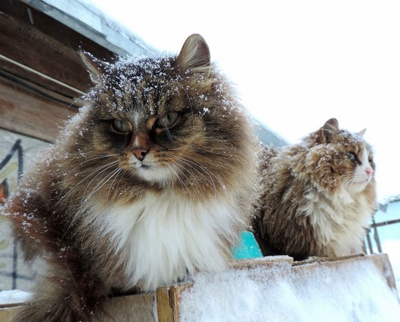 もっふもふやないかぁーい！極寒地帯、シベリア在住の猫たちが築き上げた「モフ猫王国」の様子をご覧ください