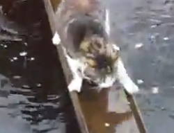 猫が新たなる進化を遂げた？特殊スキルを持つ猫動画3連発