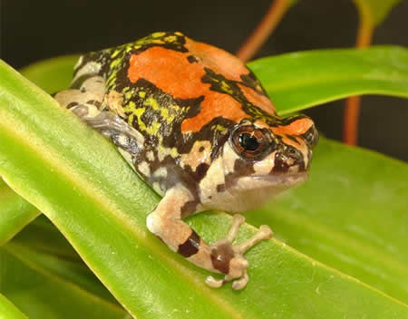 a96745_rainbowfrog