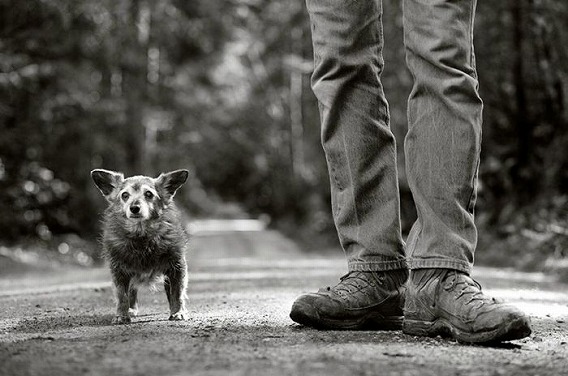 old_dogs_19