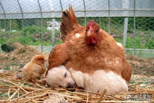 animals_77_15