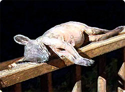 チュパカブラ？米ケンタッキー州で目撃、射殺された大きな耳と長い尻尾を持った謎生物