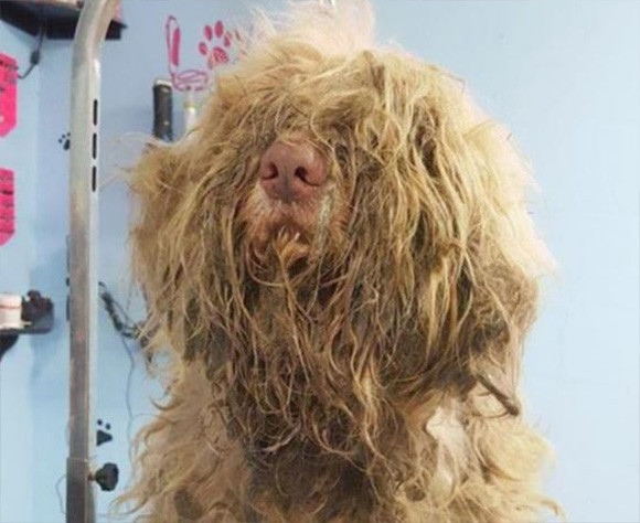 毛むくじゃらの謎生物は犬だった。発見者がSNSで呼びかけトリマーが緊急お手入れ。