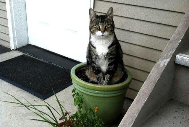とりあえず水をやらないでください！植木鉢に収まる猫植物たち