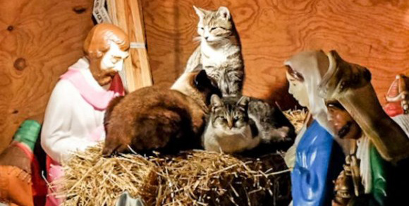 やはり猫は神だった？キリスト降誕ミニチュアセットを作ると必ず現れてキリストの場所を乗っ取る猫たち（アメリカ）