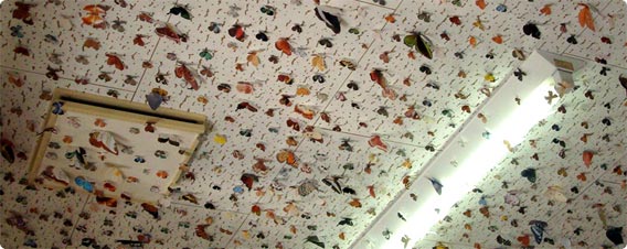 壁一面に規則正しく並ぶ蝶々の大群