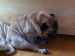 どんな夢見ちゃったの？犬たちのねぼけたしぐさ映像ダイジェスト