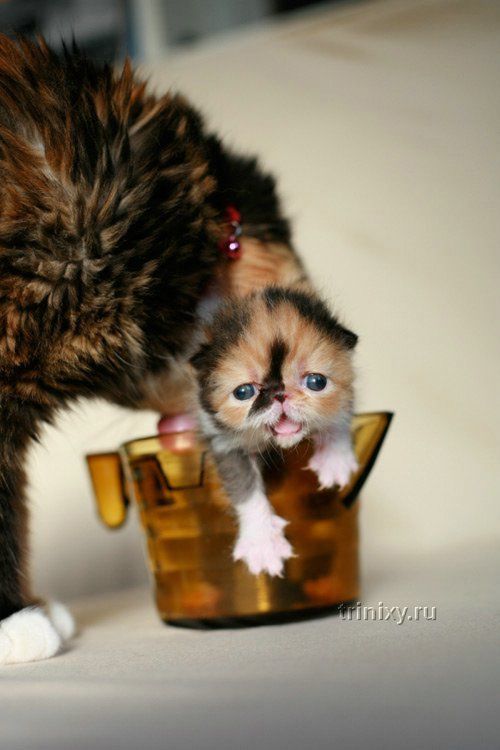 adorable_tiny_kitten_05