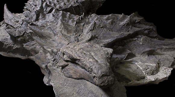 すごヤバかっこいい！保存状態が良い1億1,000年前の恐竜「ノドサウルス」の化石