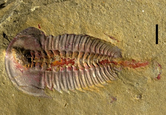 新たに発見された化石から三葉虫のお腹の構造が明らかに（スウェーデン研究）