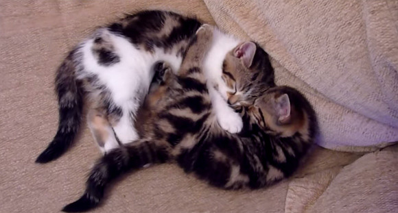 猫は猫を愛しすぎた。抱き合う猫たちの抱擁マックス癒し動画