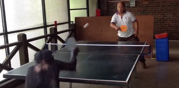 あたいよりうまいやつや。チンパンジー、卓球を制する