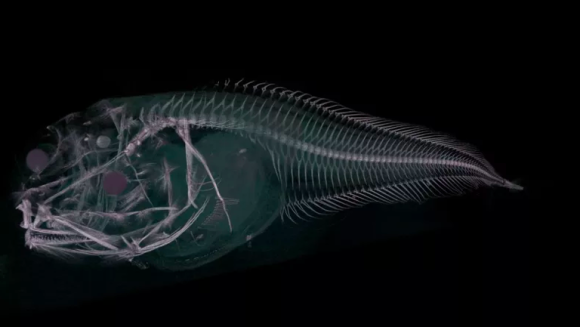 深海で新種発見。3種の半透明の魚（アタカマ海溝）