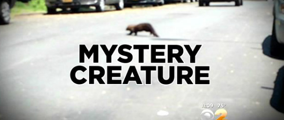 路上に出没し、ニューヨーカーを騒がせていたモフモフ尻尾の謎生物の正体が判明