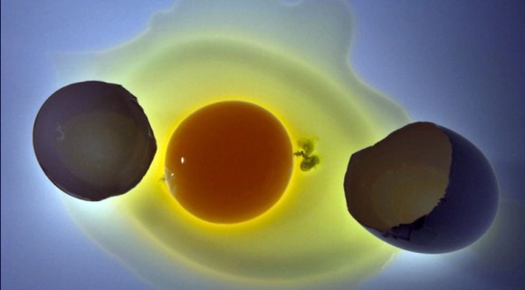 ニワトリが先か、卵が先かって話よりもすごい！ゆで卵を生卵に戻す方法が開発される（米研究）