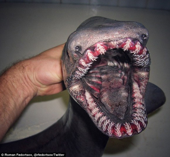クリーチャー感が凄い！ロシアの漁師が海で引き揚げた奇妙な生き物たち
