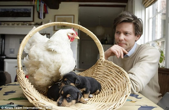 Hen-puppies3